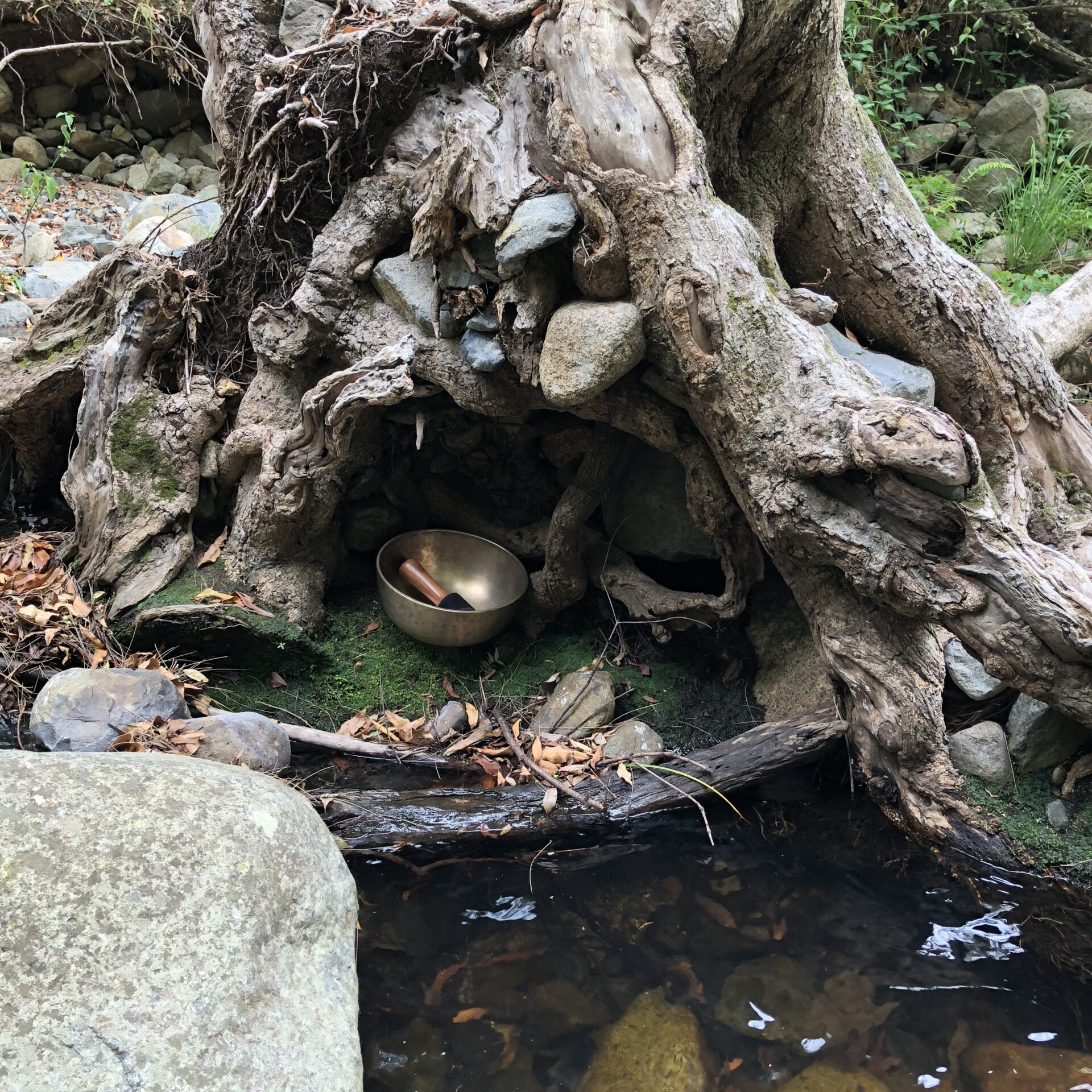 1 bowl tree hollow cedar ck